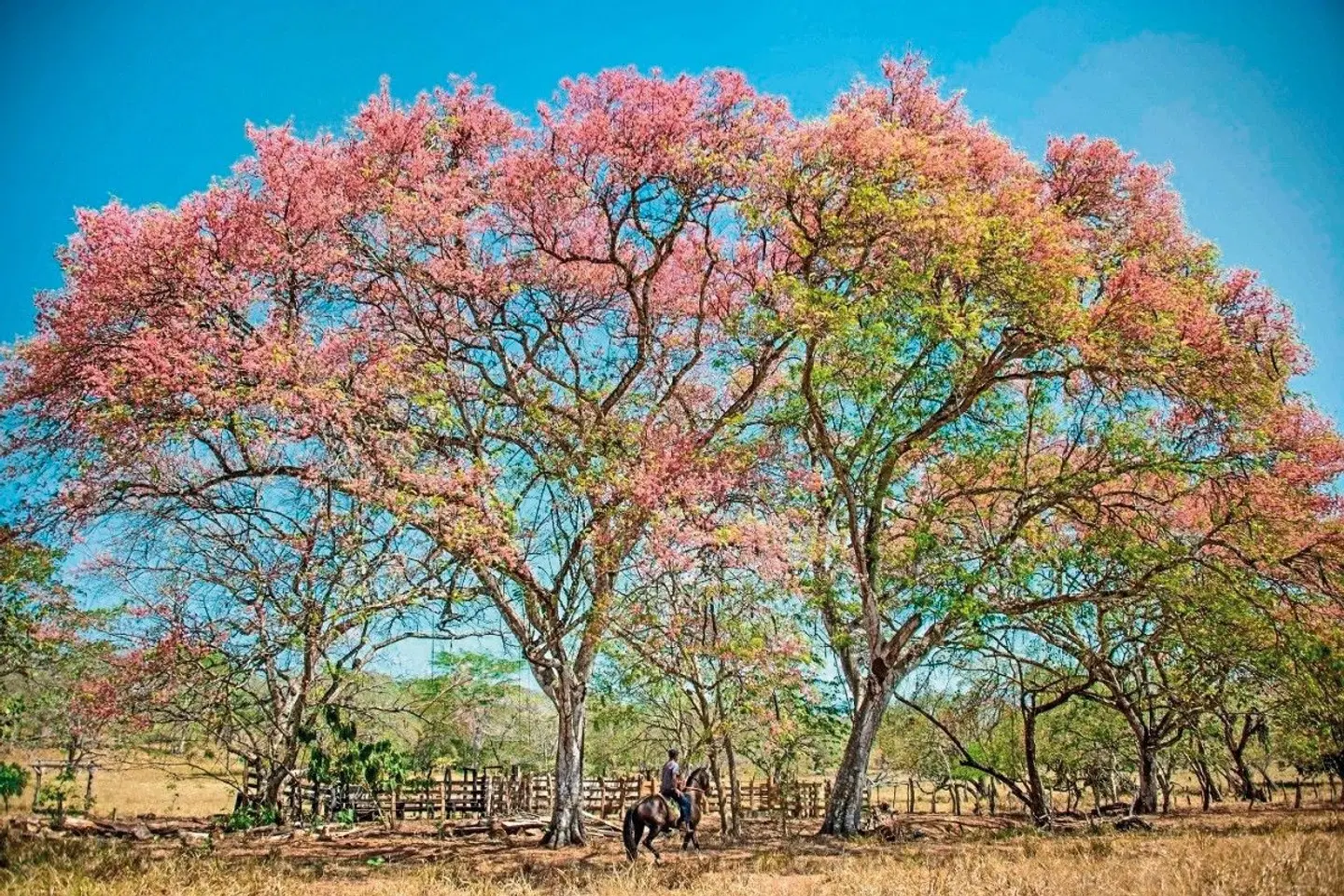 Unentdecktes Costa Rica Tiere