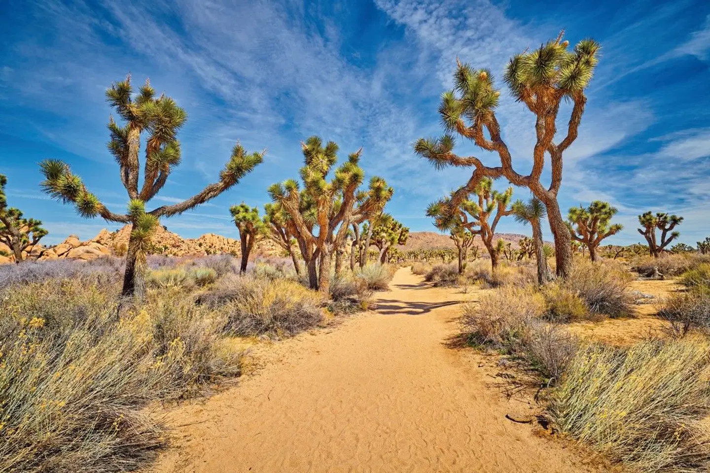 California Beach & Sun LANDSCAPE