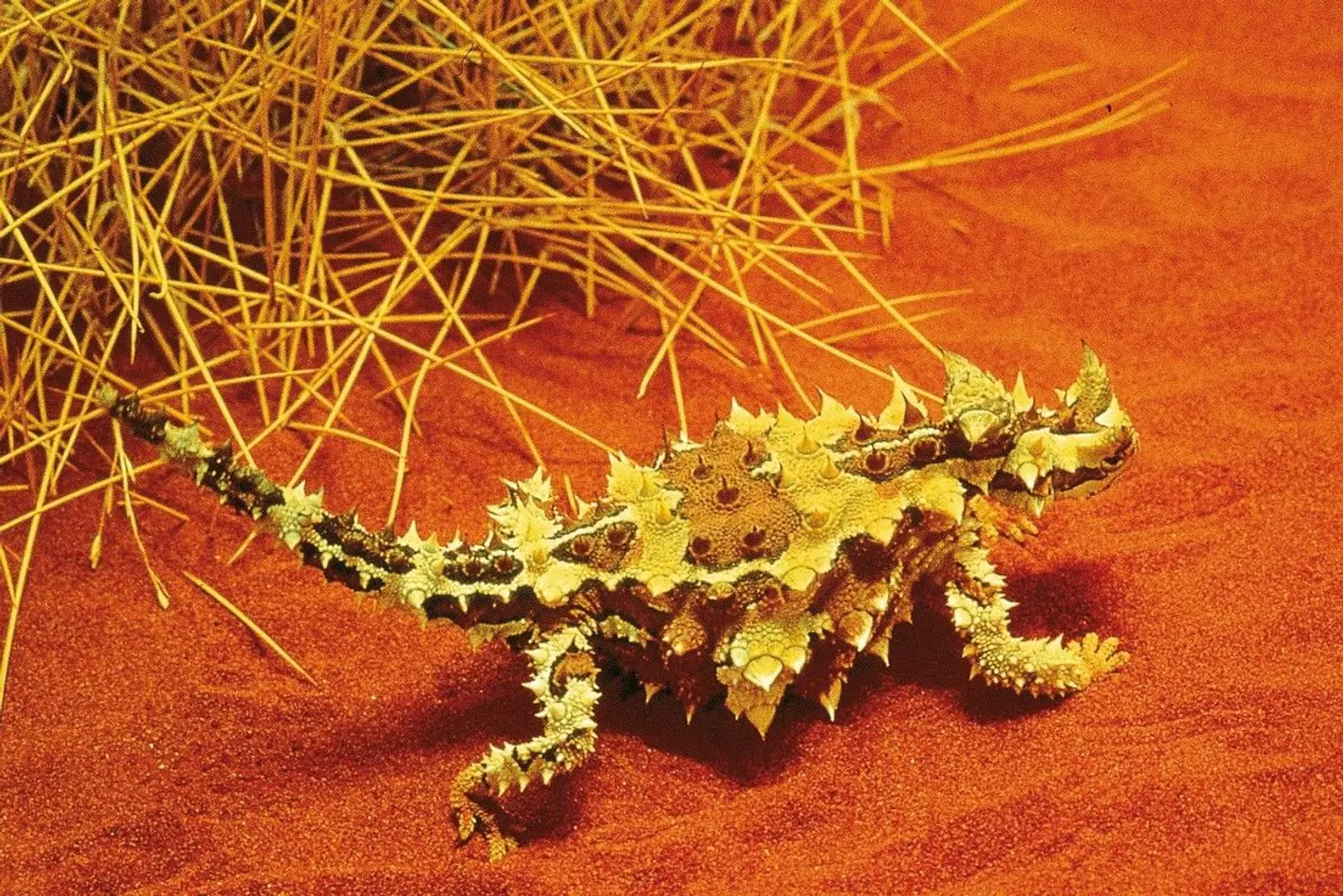 Magische Momente im Herzen Australiens Tiere