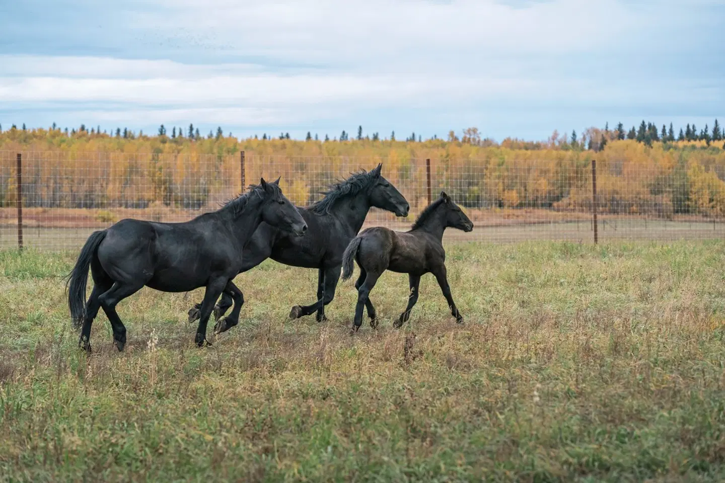 Begegnung mit dem Volk der Métis Tiere
