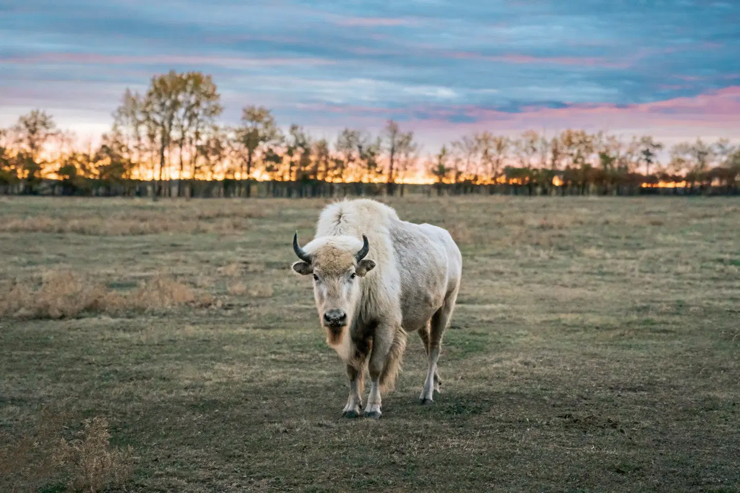 Begegnung mit dem Volk der Métis Tiere
