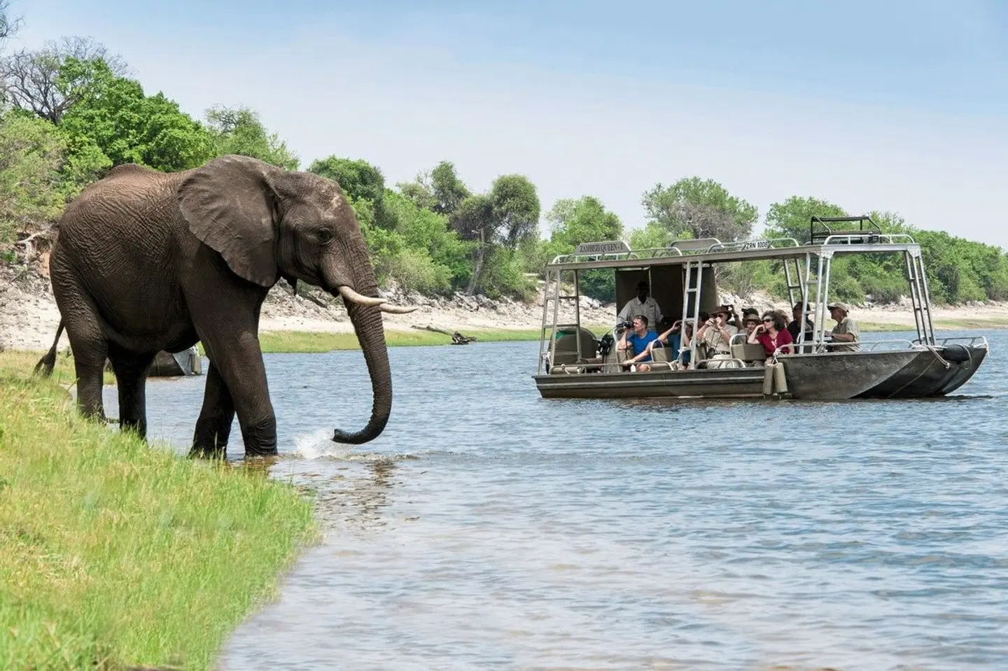 Zambezi Queen Tiere