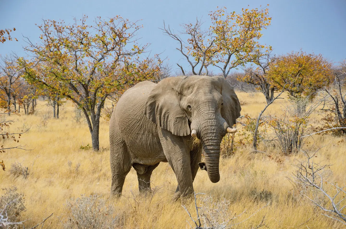 Erlebnis Nationalparks - Etosha bis Victoria Falls Tiere