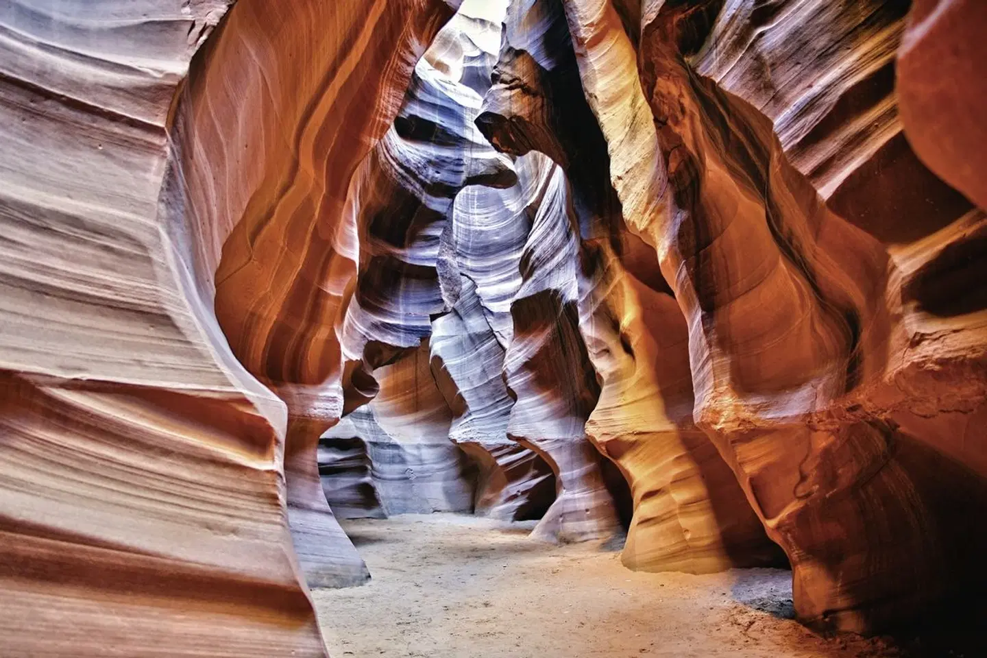 Western Deserts Tiere