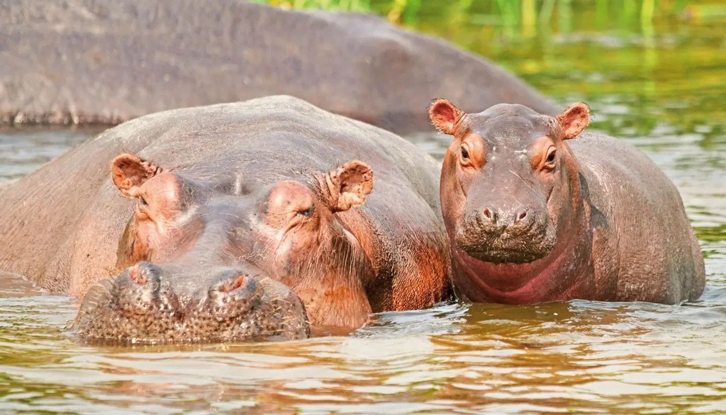 Uganda Entdecken Tiere
