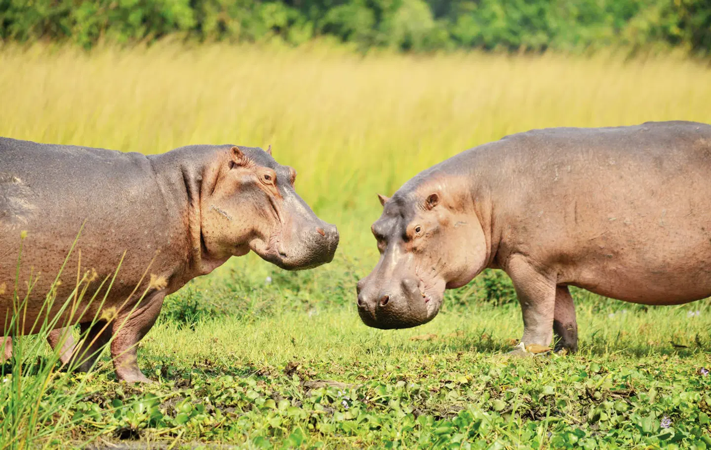 Uganda Entdecken Tiere