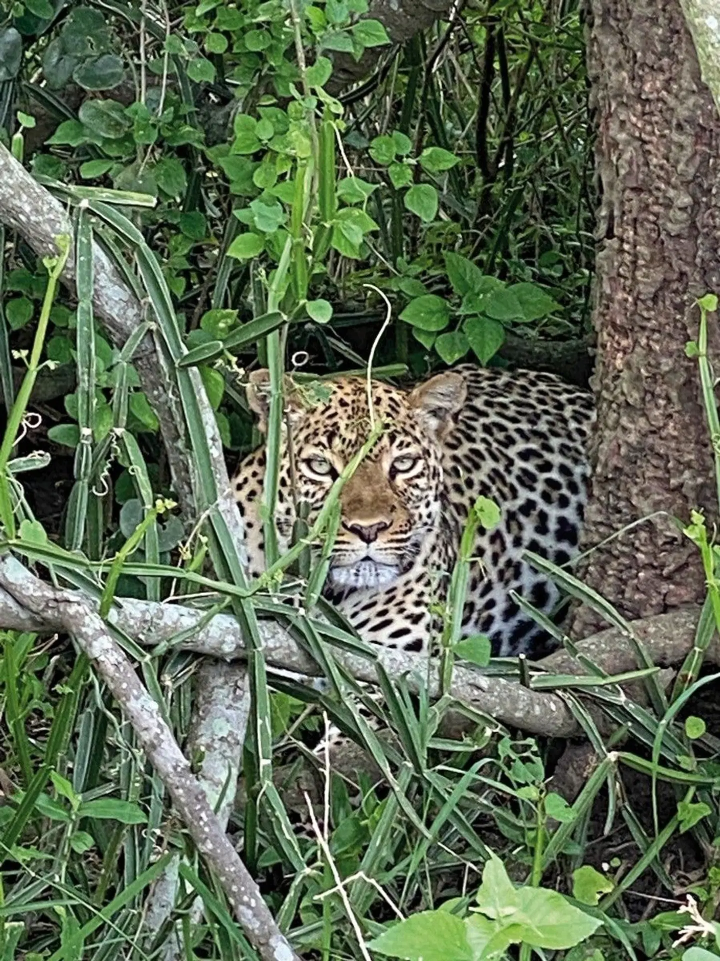 Kultur und Safari Tiere