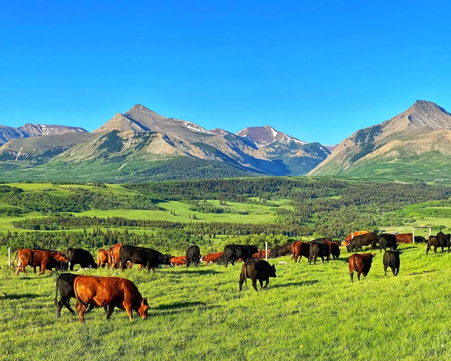 Thanksgiving Ranch Pincher Creek Tiere