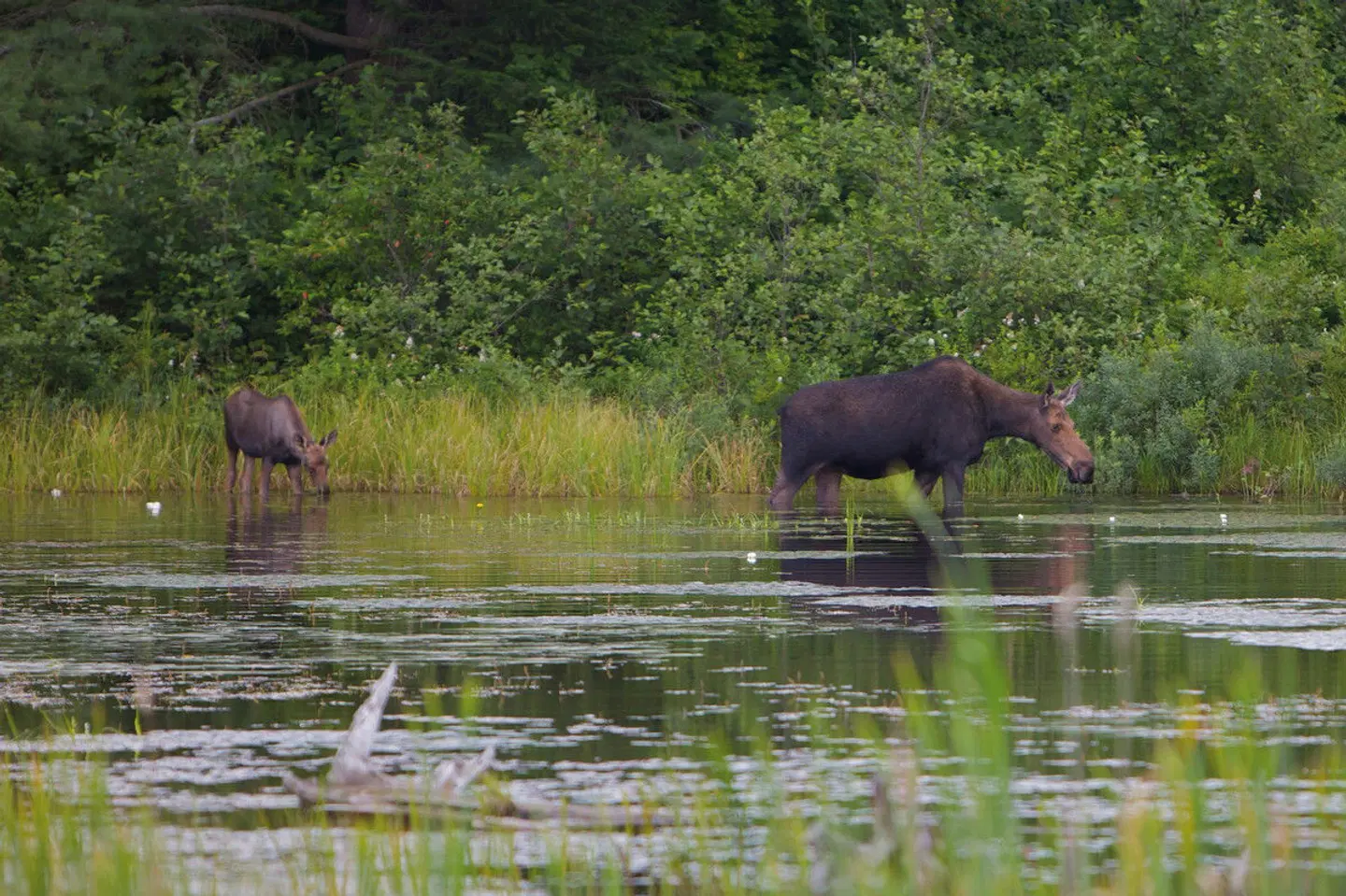 Auf den Spuren der Elche Tiere