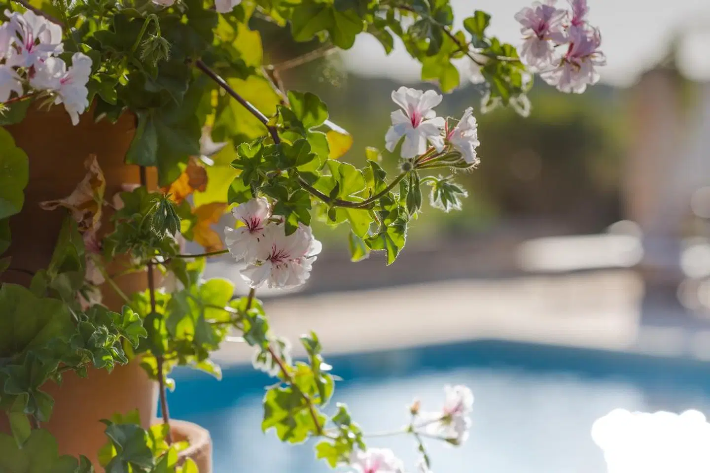 Finca Agroturismo Sa Rota d'en Palerm LANDSCAPE