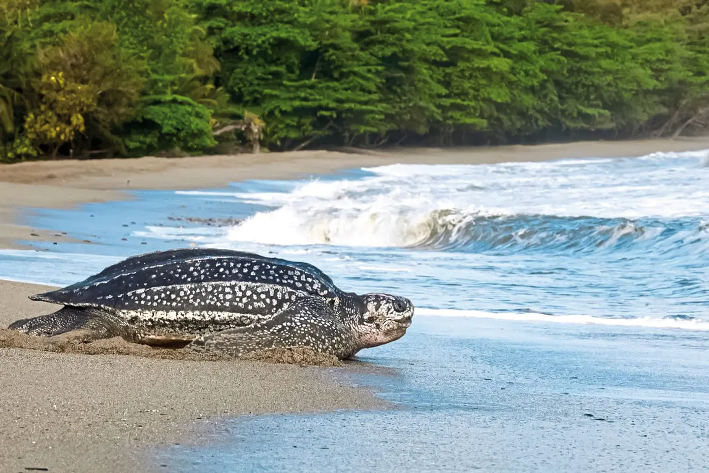 Trinidad Entdecken Tiere
