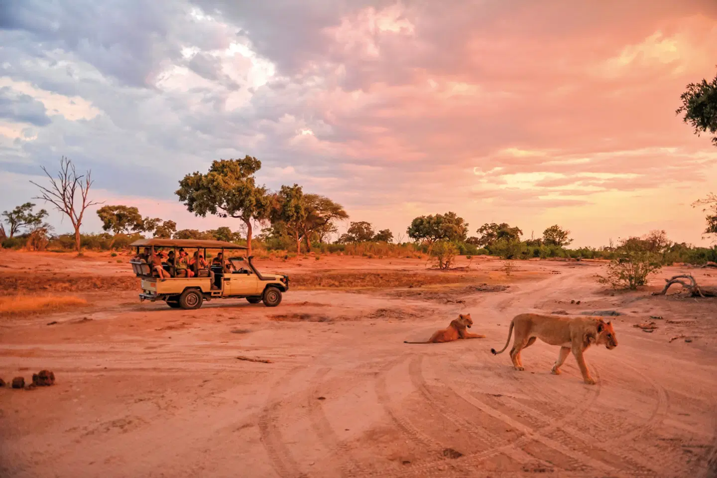 Safari Highlights im Herzen Afrikas Tiere
