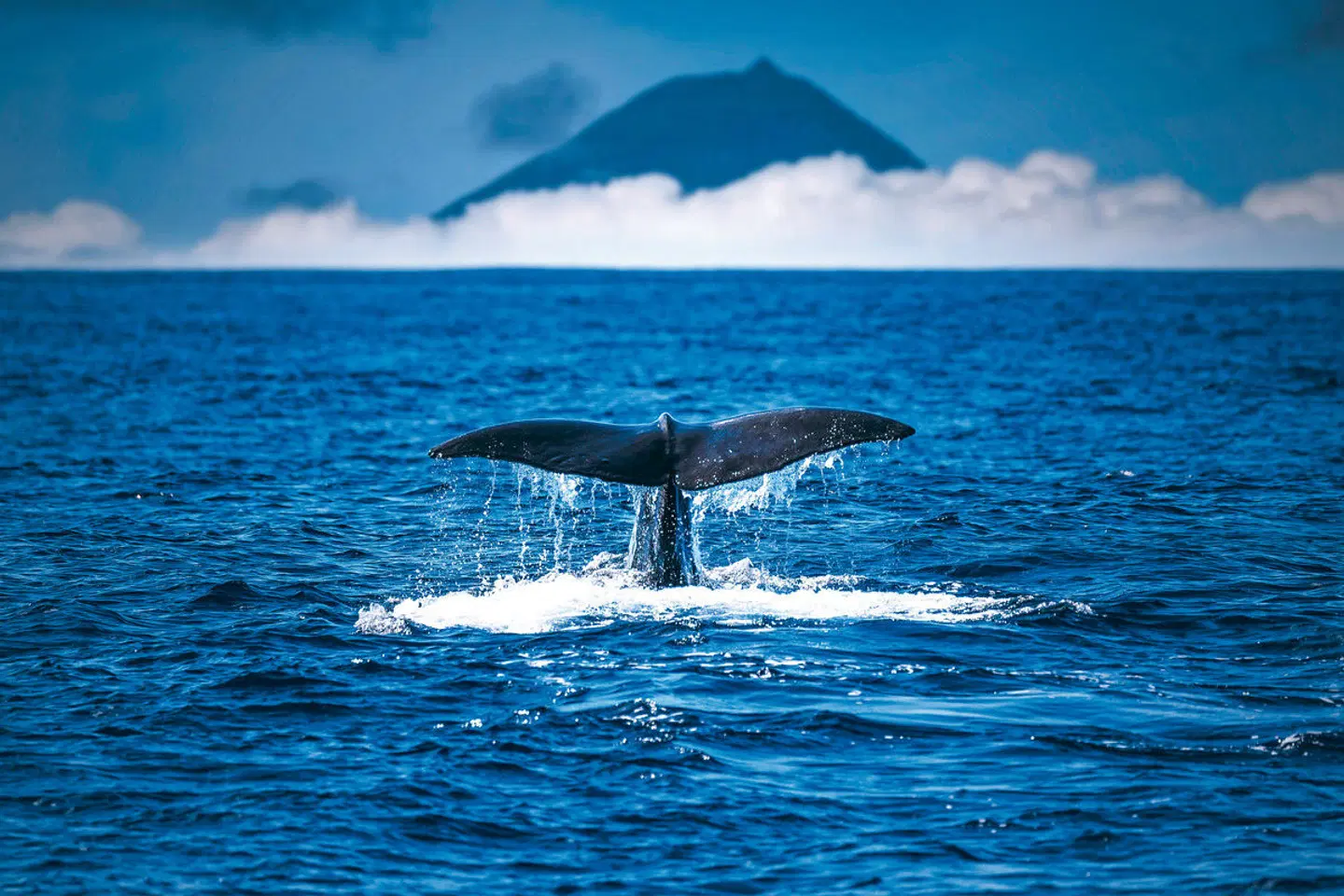 Walbeobachtungen und Inselhüpfen Tiere