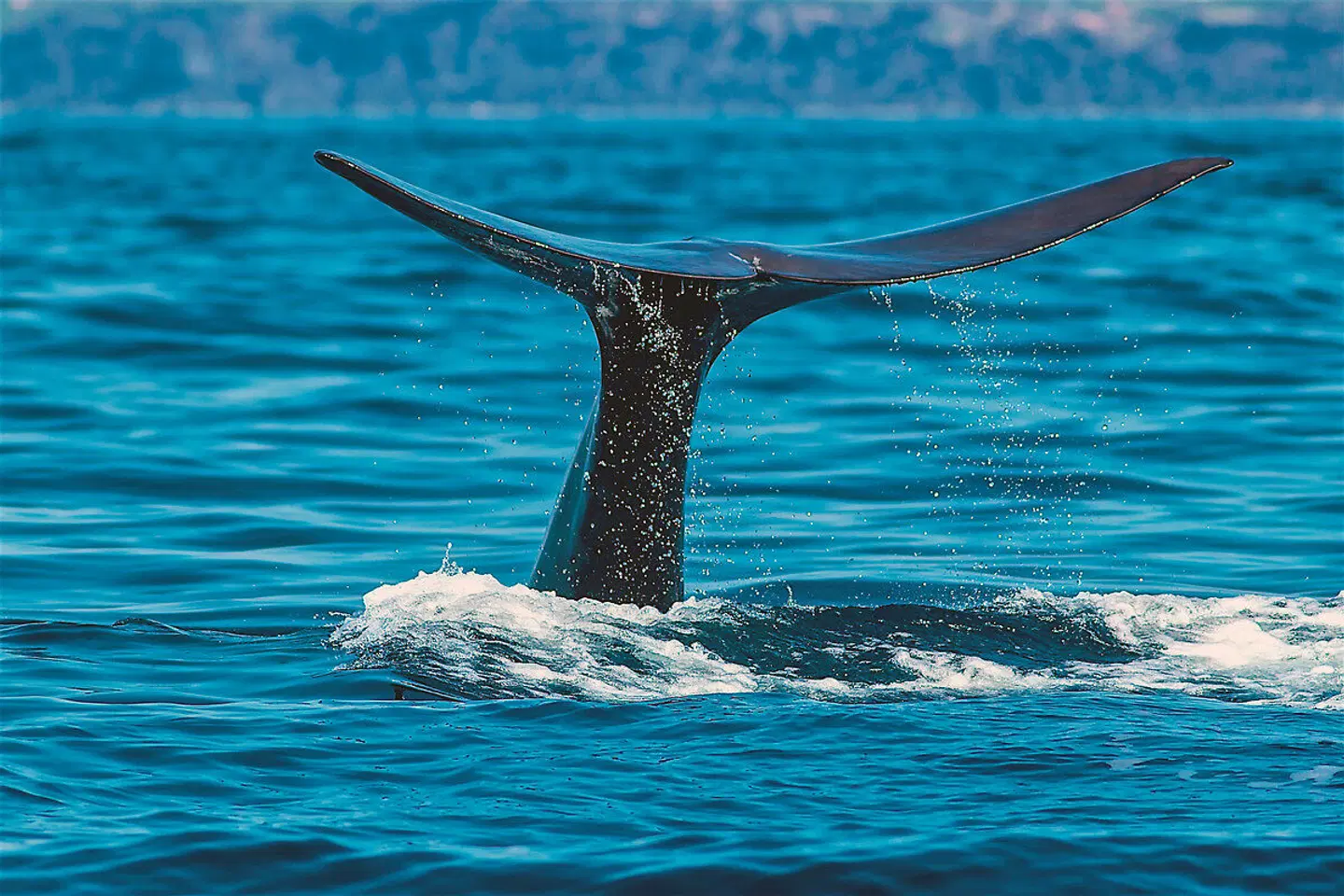 Walbeobachtungen und Inselhüpfen Tiere