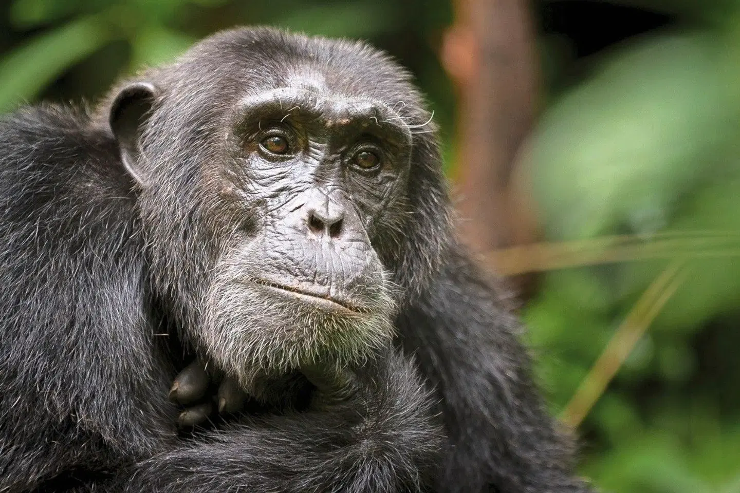 Uganda Entdecken Tiere