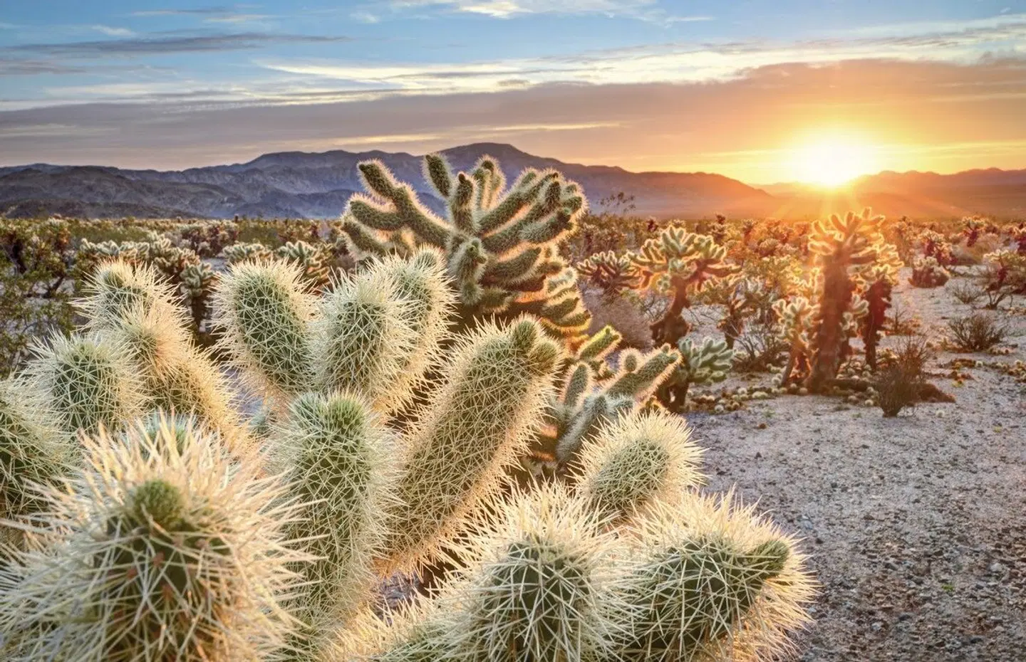 Western Values Tiere