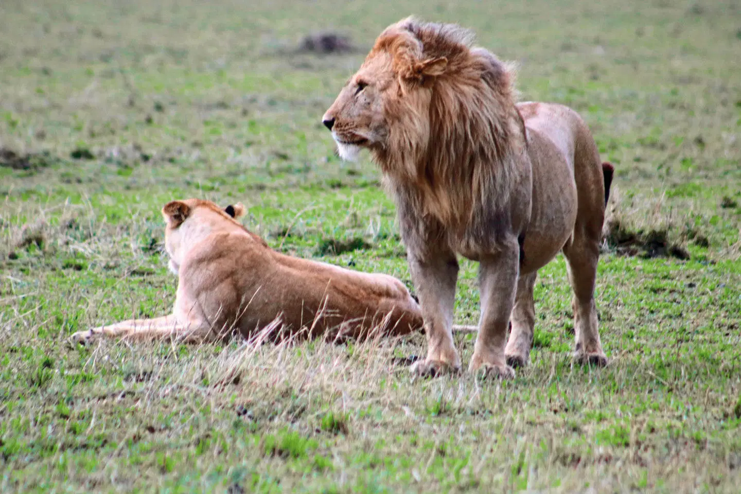 Königreich der Tiere Tiere