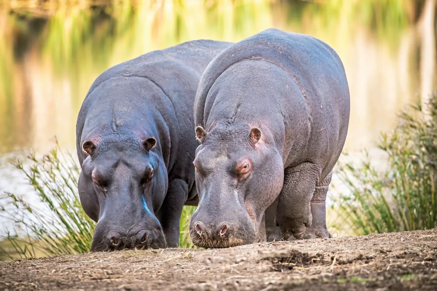 Wellness, Wein & wilde Tiere Tiere