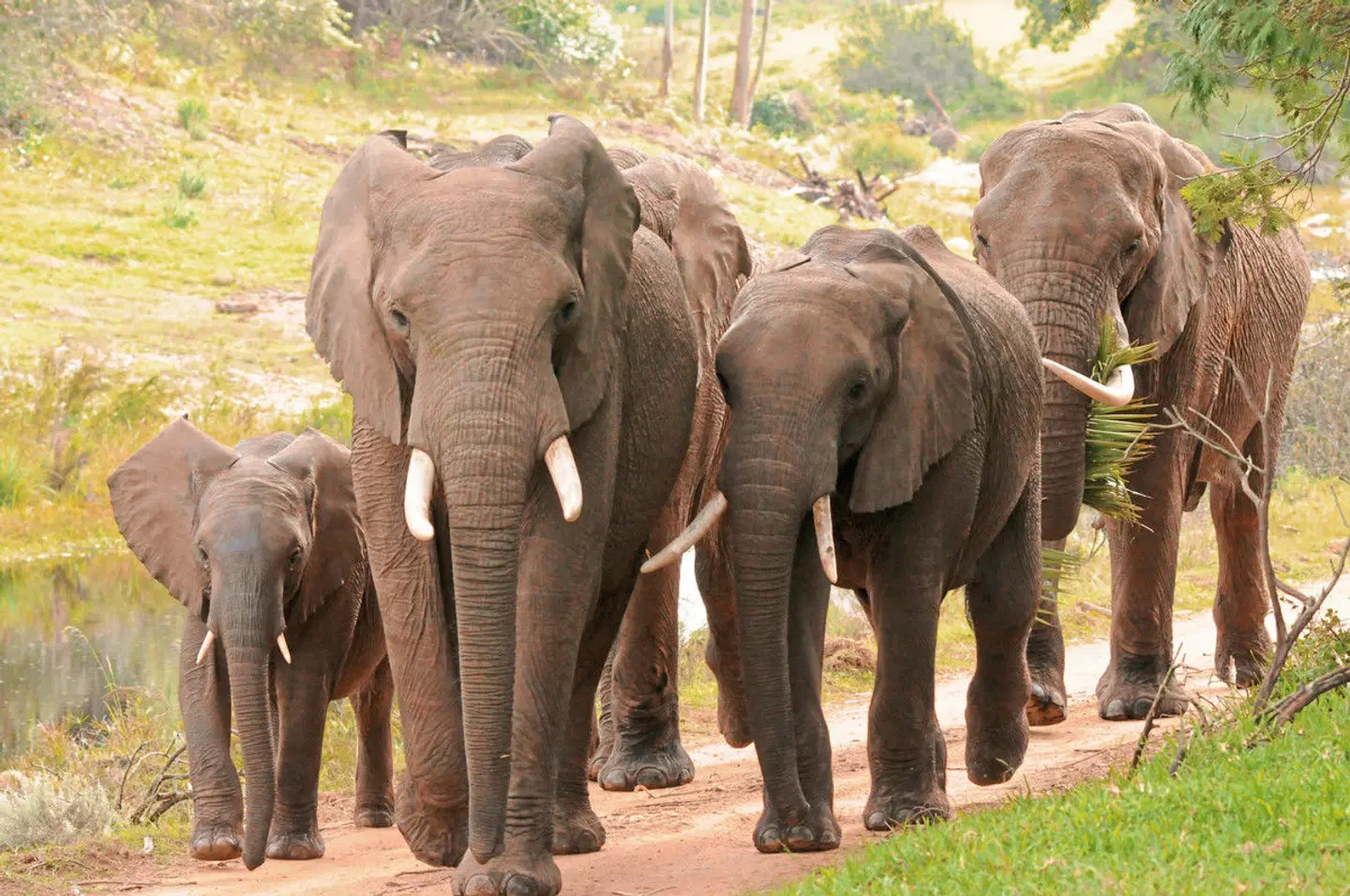 Wellness, Wein & wilde Tiere Tiere