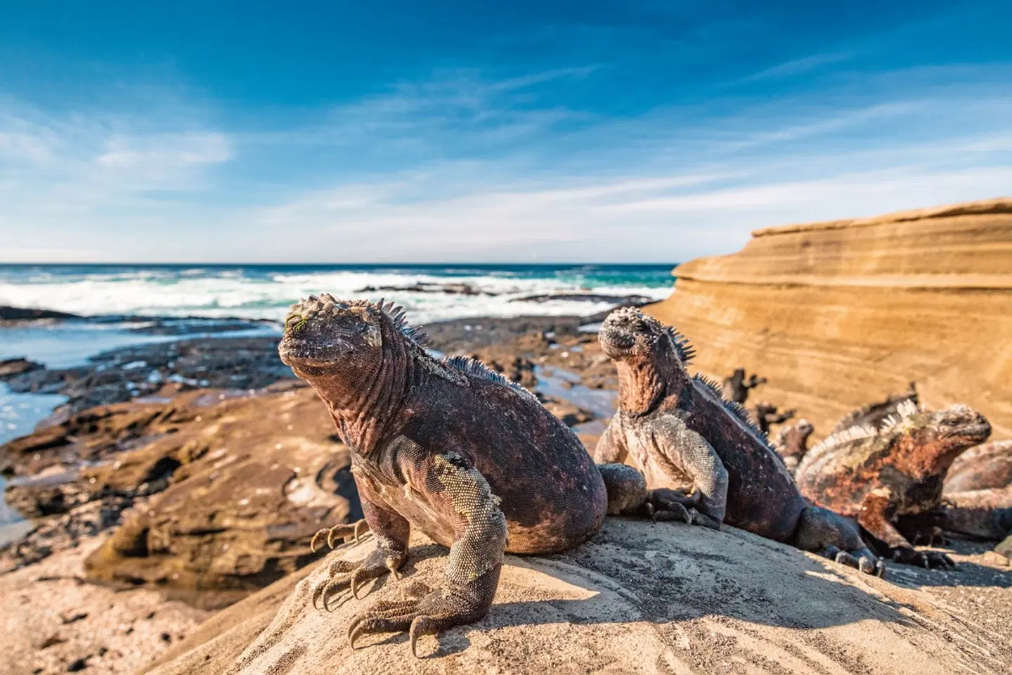 Ausflüge rund um Santa Cruz 3 Nächte Tiere