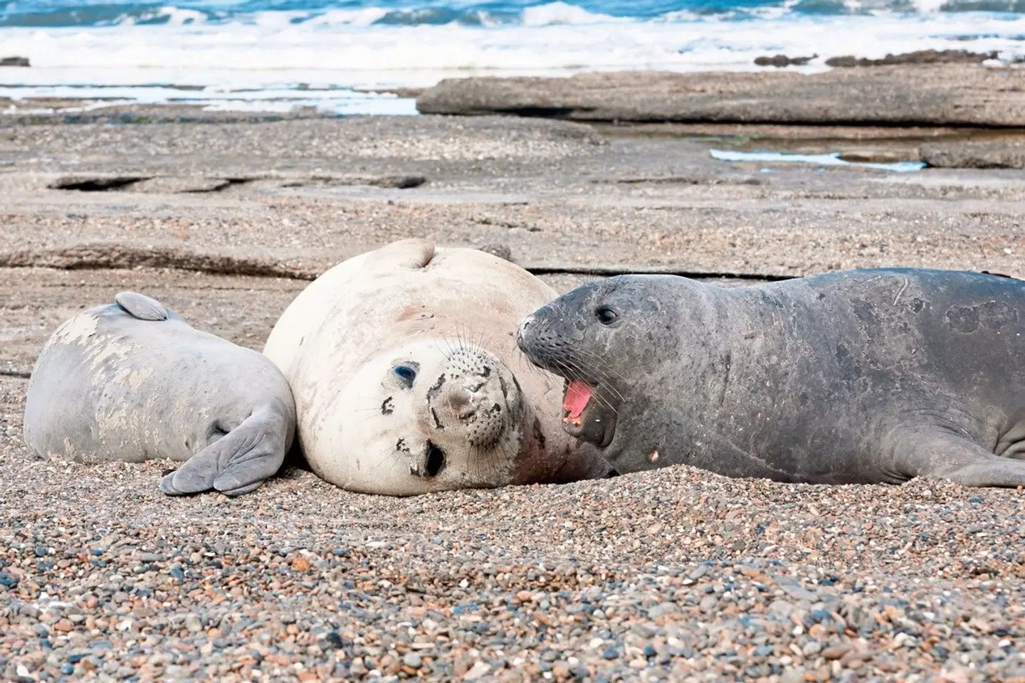 Höhepunkte Argentiniens Tiere