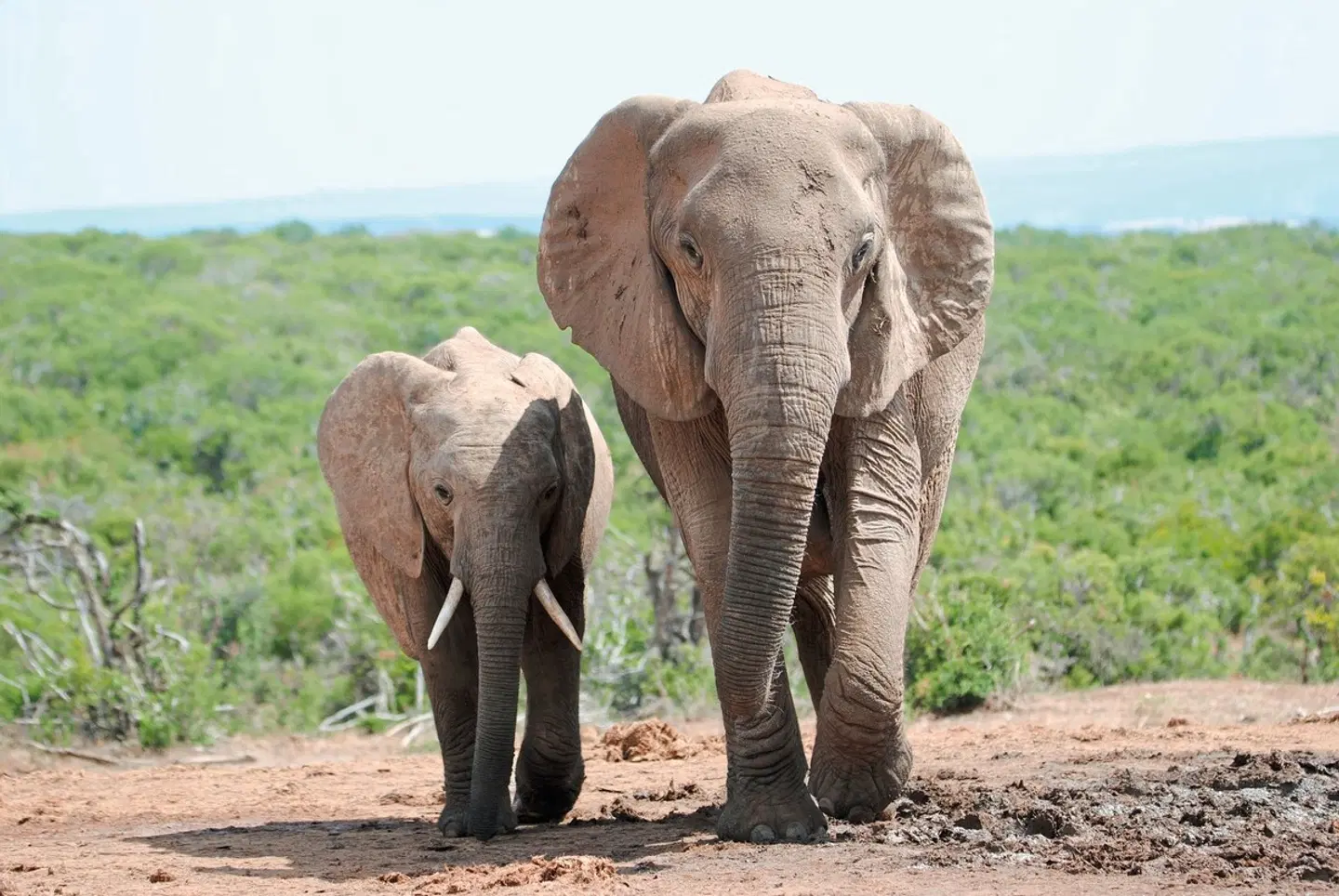 Die Highlights Südafrikas erleben Tiere