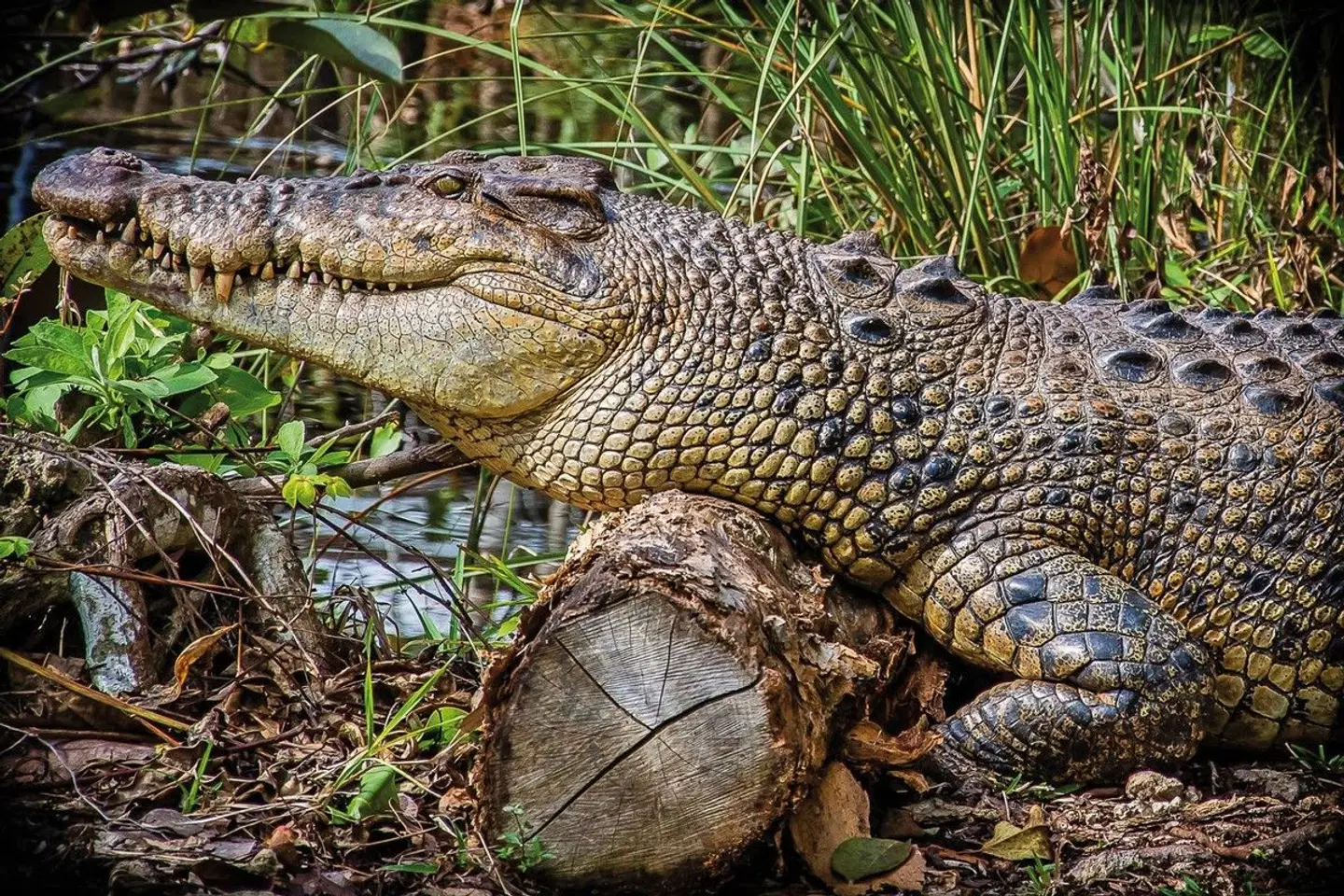 Manhattan Express & Florida Sunshine State Tiere