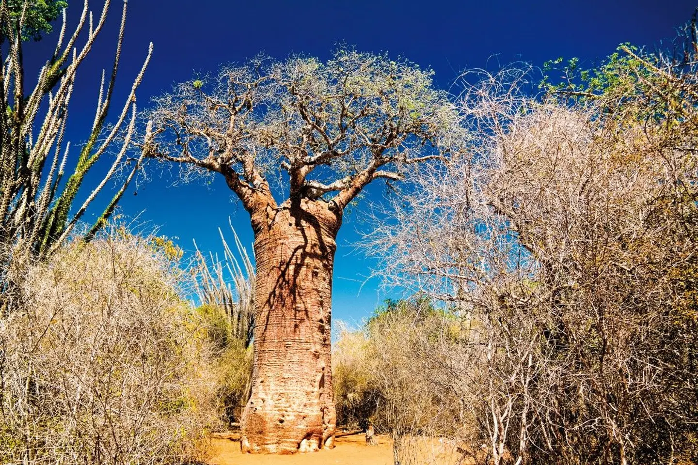 Madagaskar Intensiv Tiere