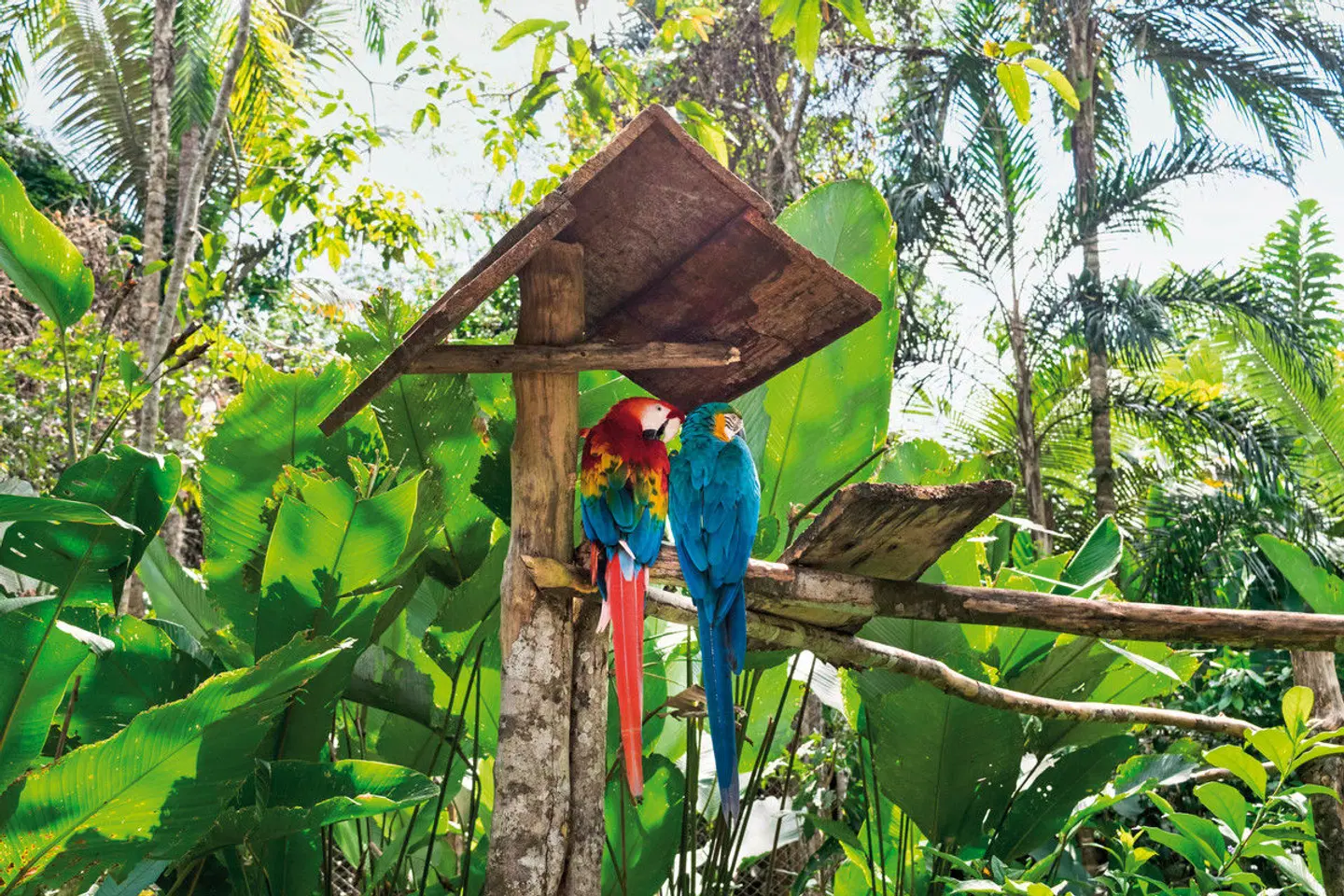 Vielfalt Perus - Küste, Berge & Dschungel Tiere