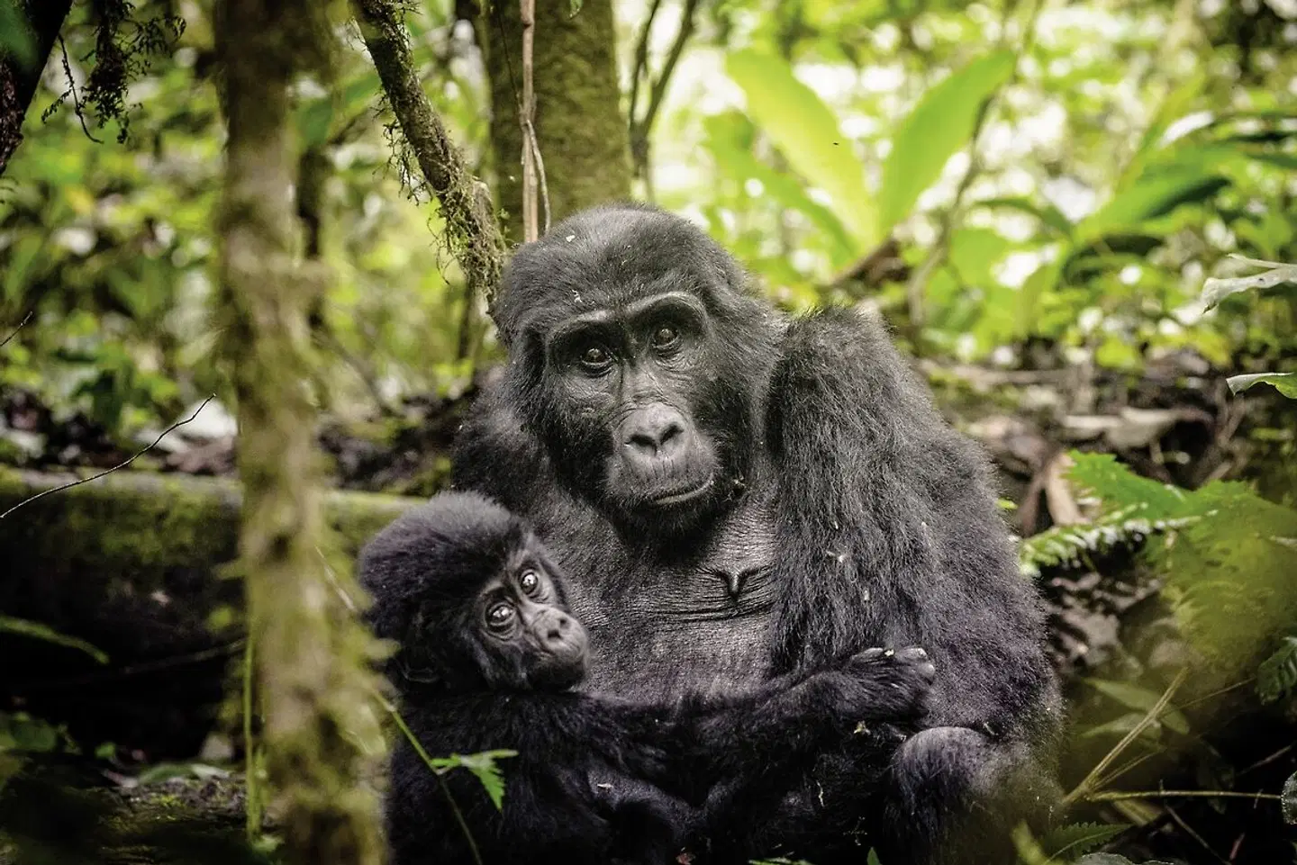 Sanctuary Gorilla Forest Camp Tiere