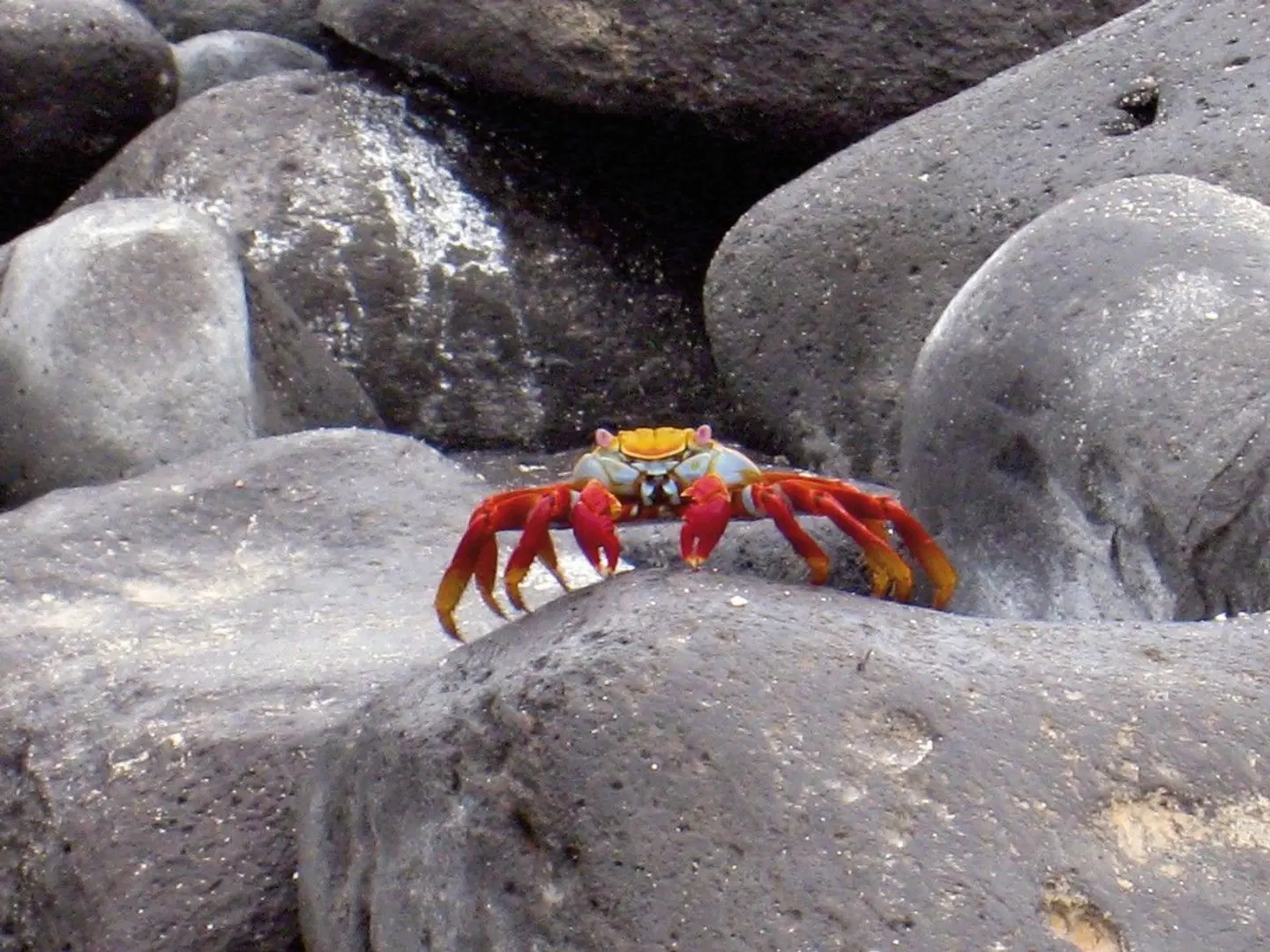 Ausflüge rund um Santa Cruz 4 Nächte Tiere