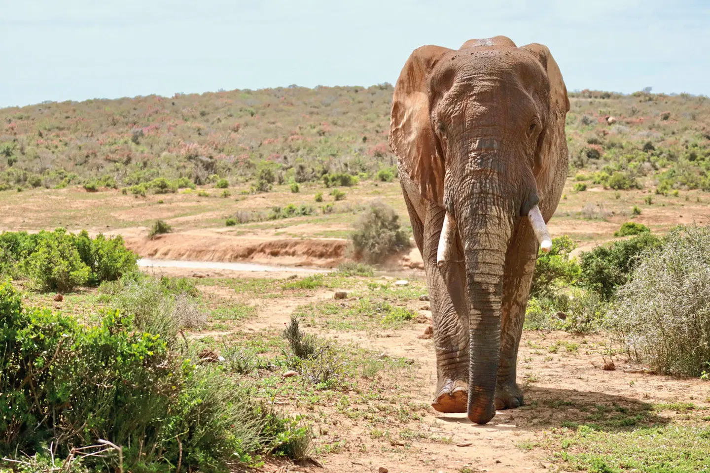 Faszination Gartenroute, Karoo und Addo (Autoreise) Tiere
