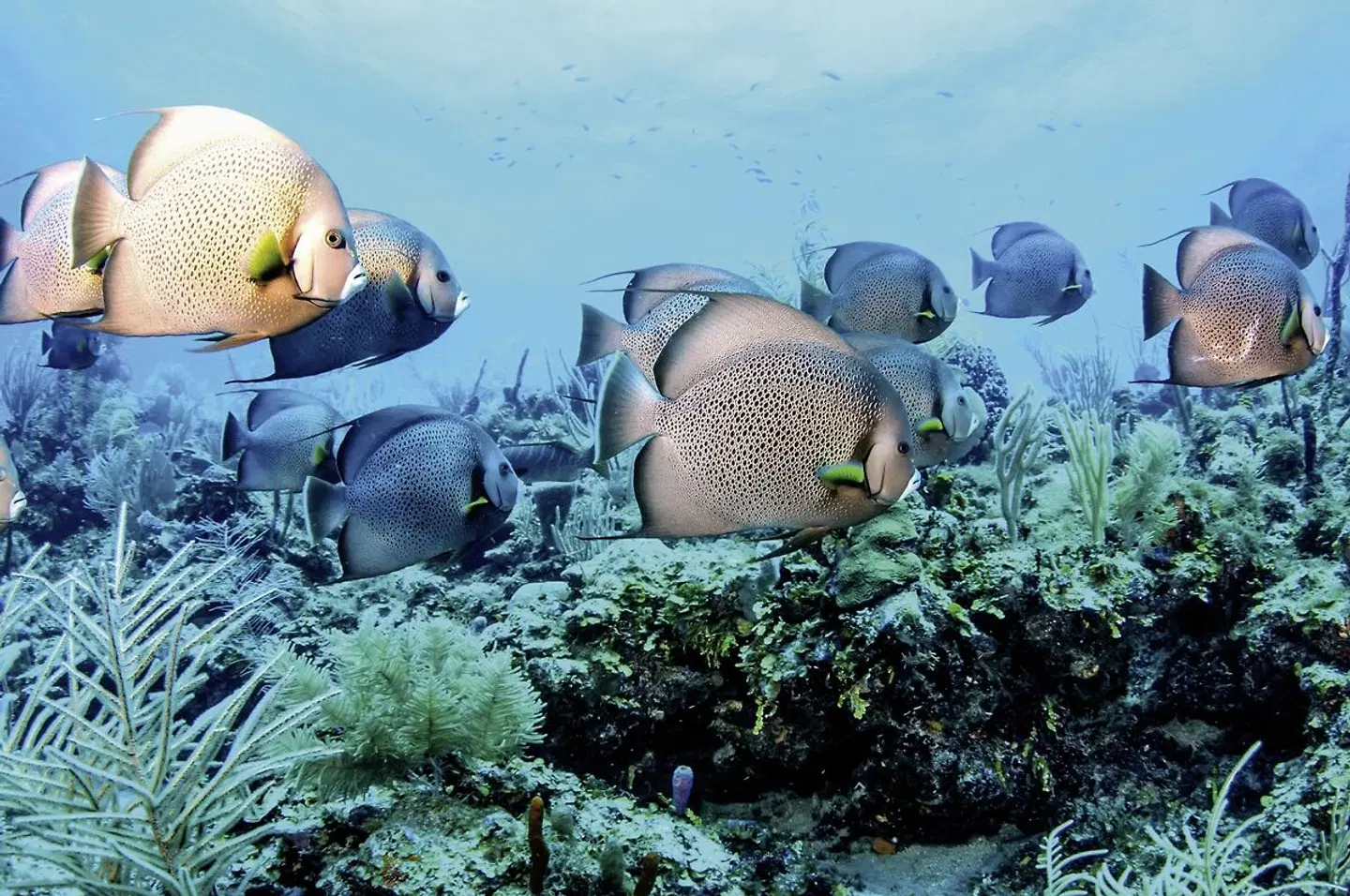 Best of Belize Tiere