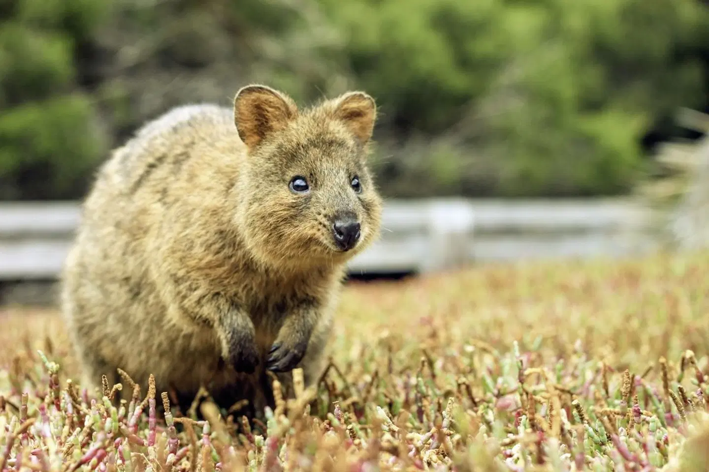 Margaret River & Indian Pacific Tiere