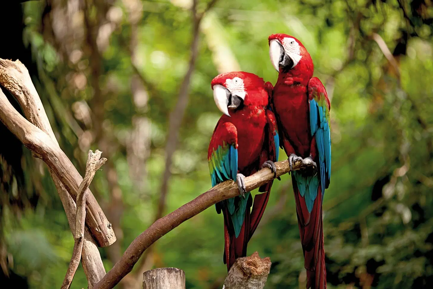 Geheimnisvolles Costa Rica: Nebelwald und Rote Aras Tiere