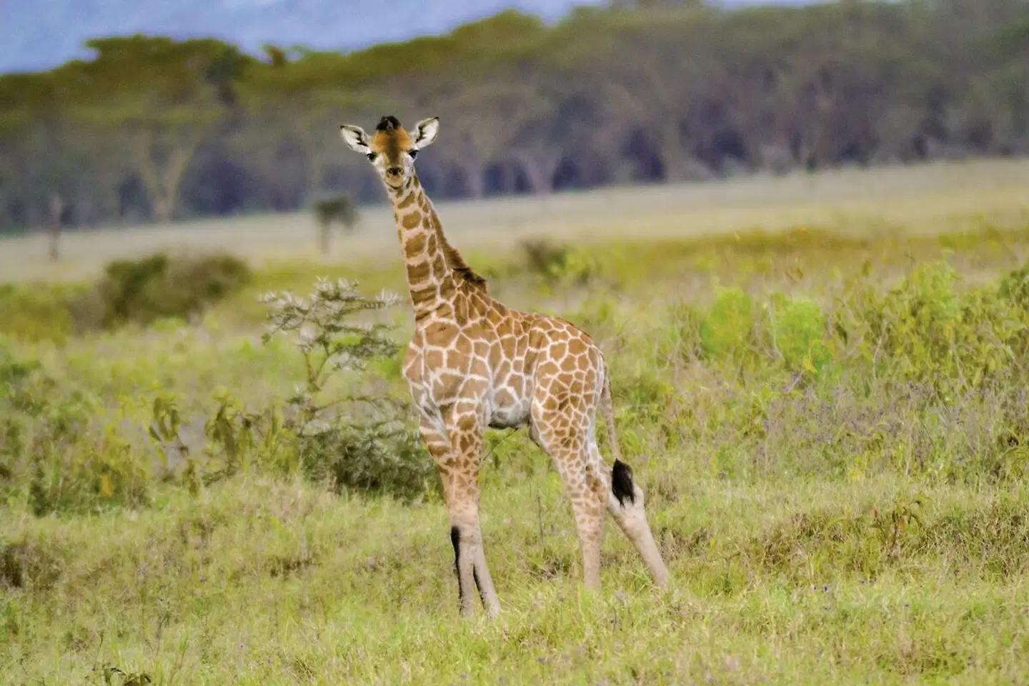 Abenteuer Kenia (Privatreise) Tiere