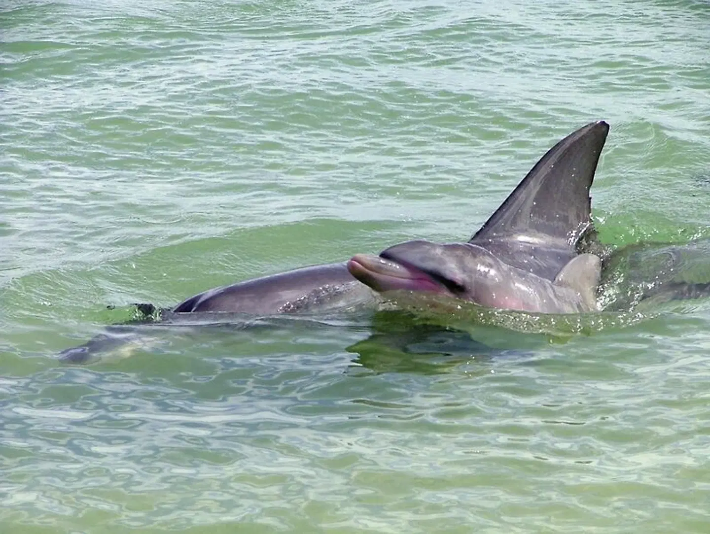 Westküste auf eigene Faust (Perth - Broome, 11 Nächte) Tiere