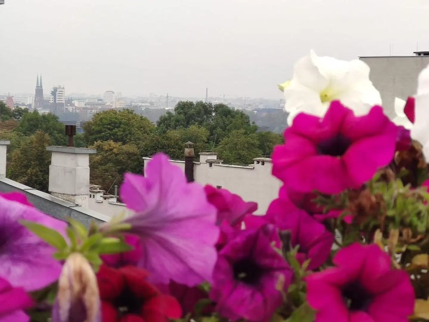 Chopin Boutique B&B LANDSCAPE