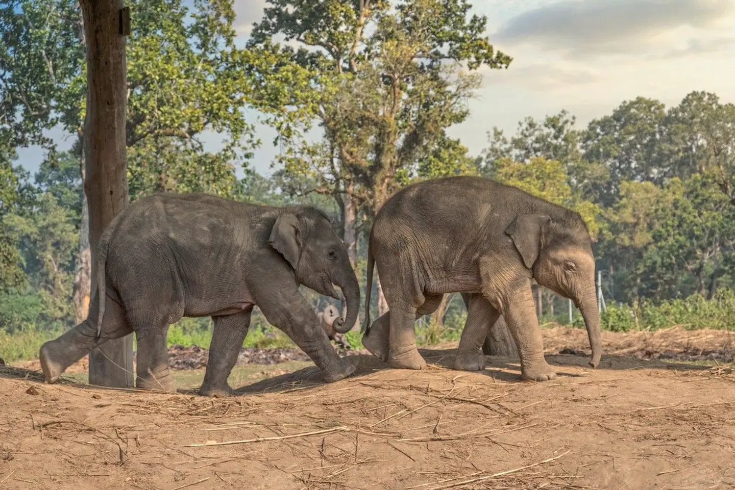 Nepals Highlights erwandern Tiere