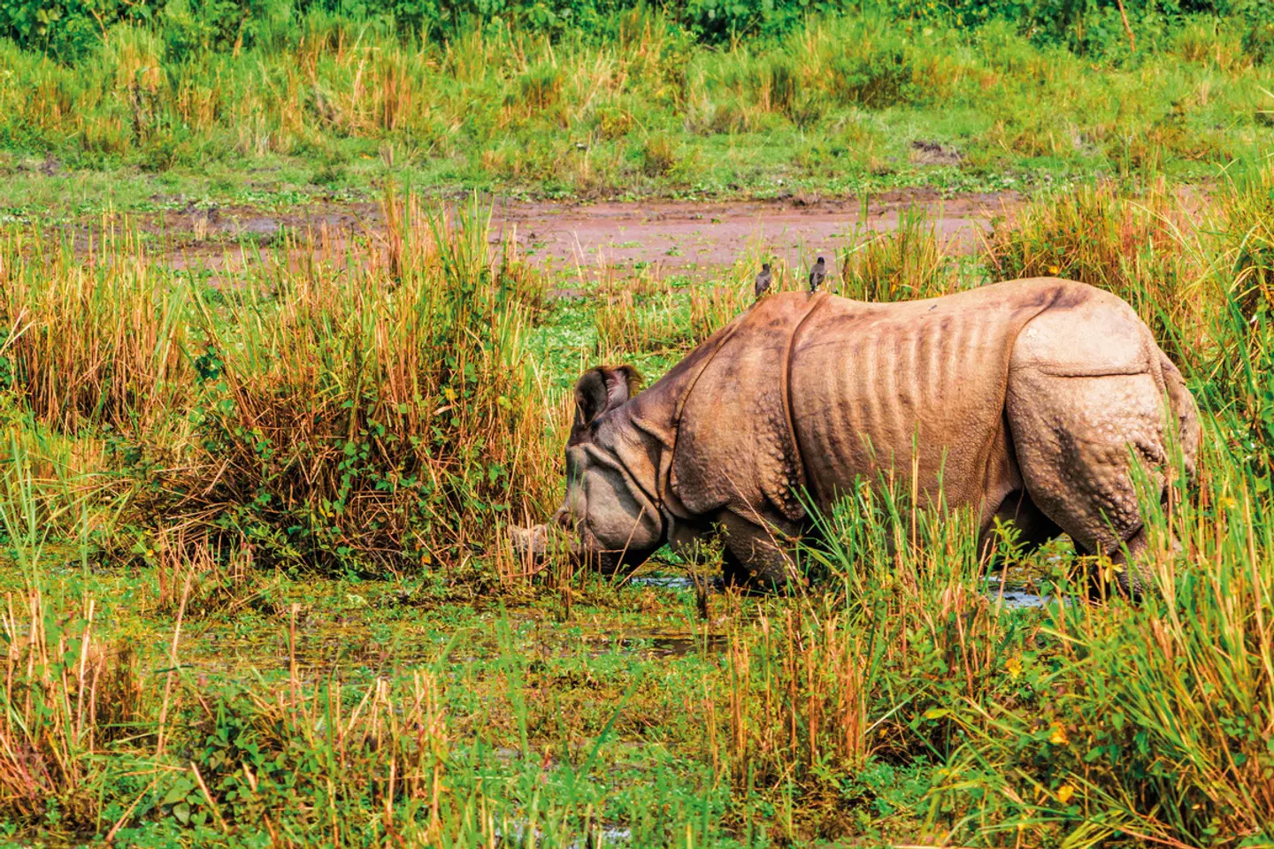 Nepals Highlights erwandern Tiere