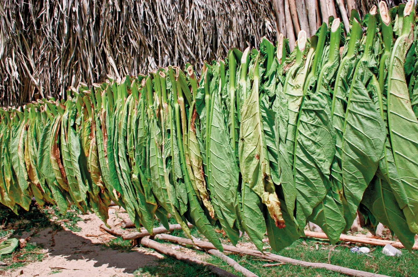 Oldtimer - back to the 50ies - West Kuba LANDSCAPE