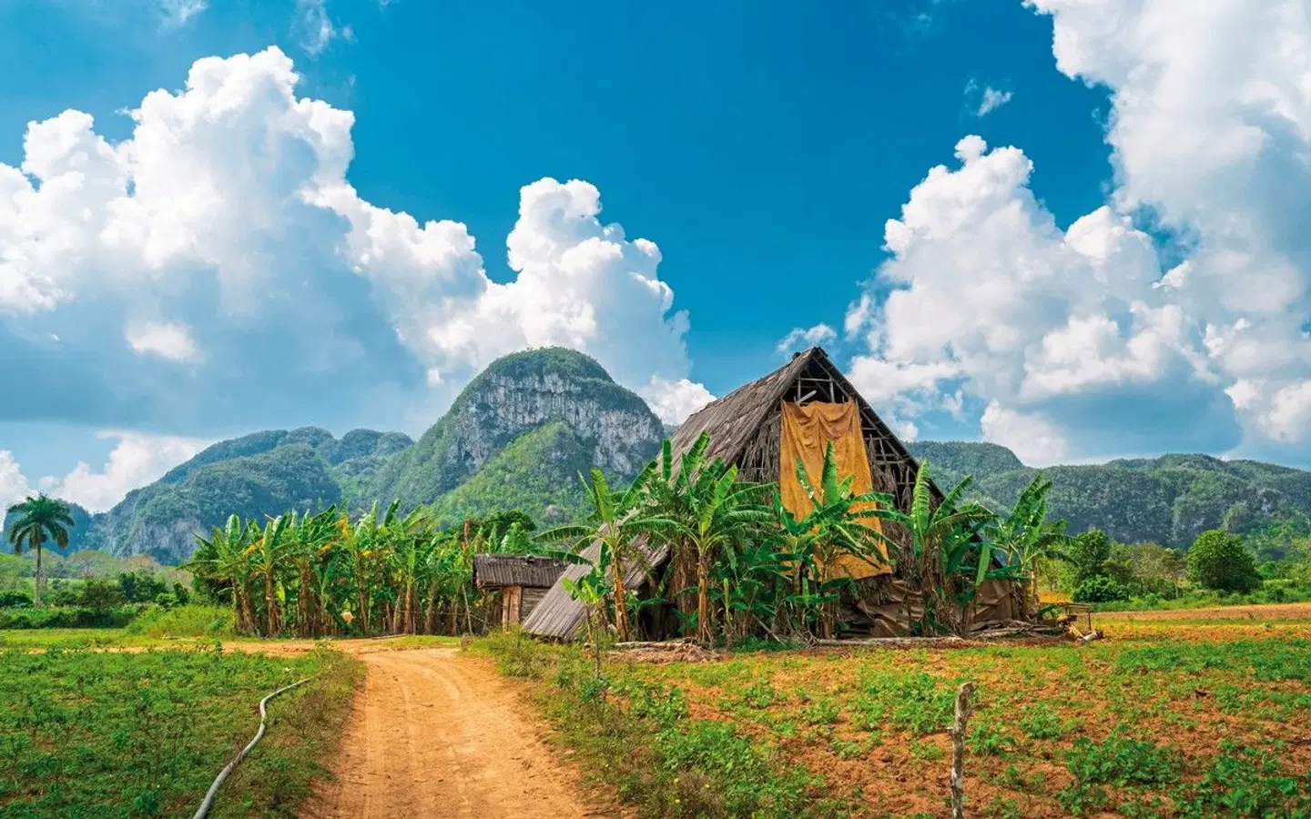 Cocktail Cubano EXTERIOR