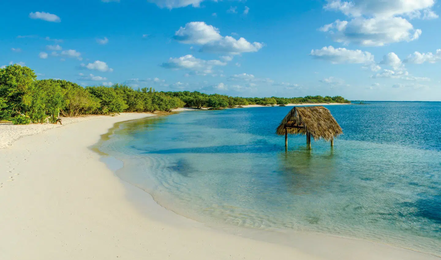 Cocktail Cubano Tiere