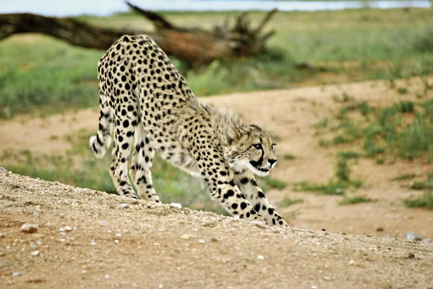Namibia zum Verweilen Tiere