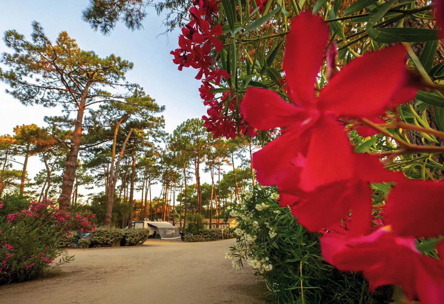 Camping San Damiano EXTERIOR