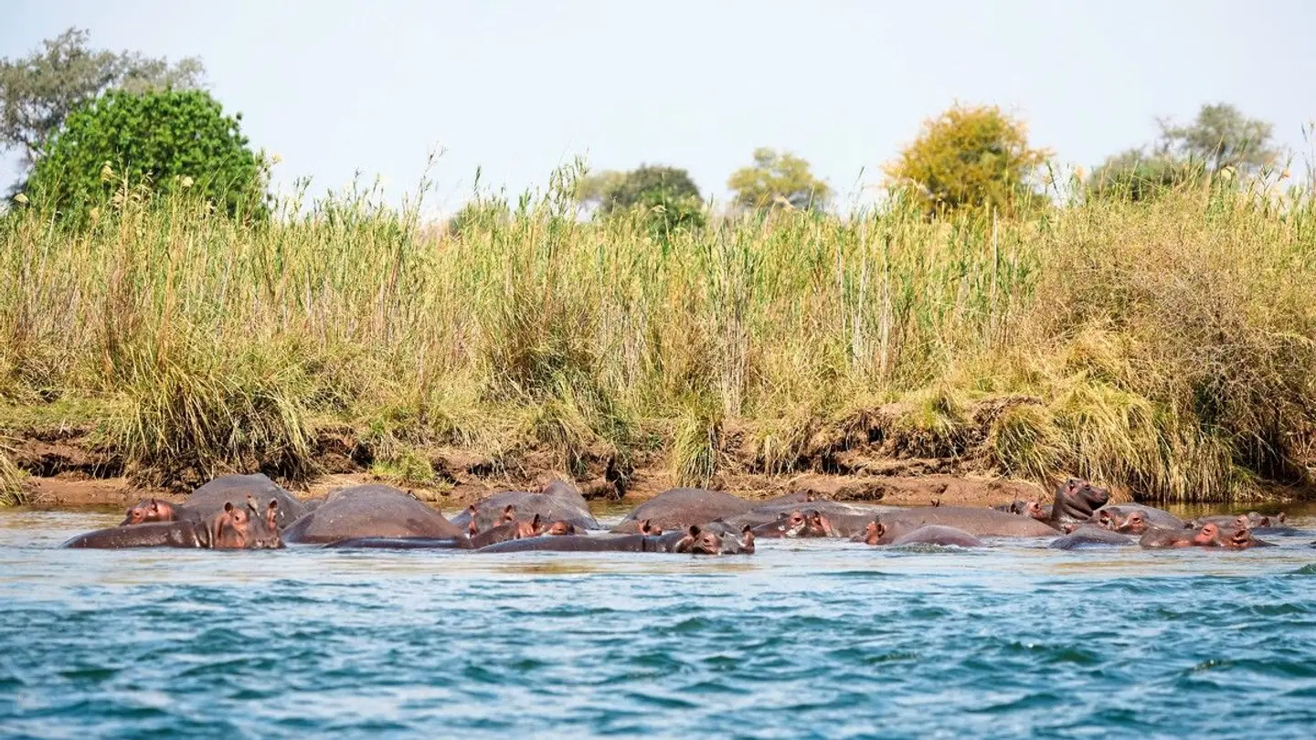 Zambezi Queen LANDSCAPE