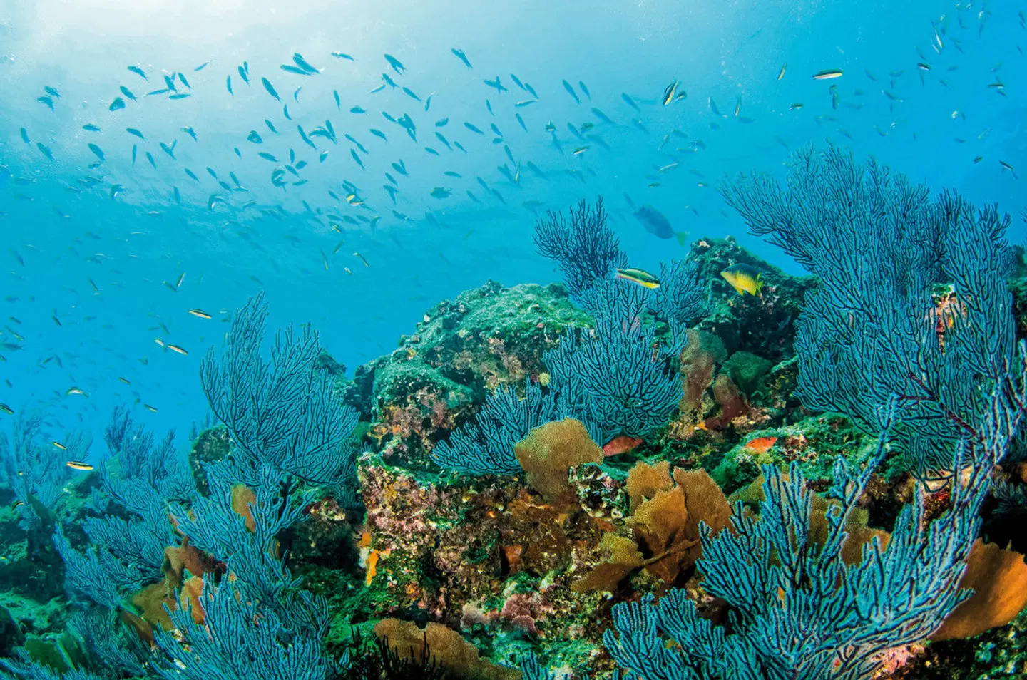 Mietwagenreise Baja California Tiere