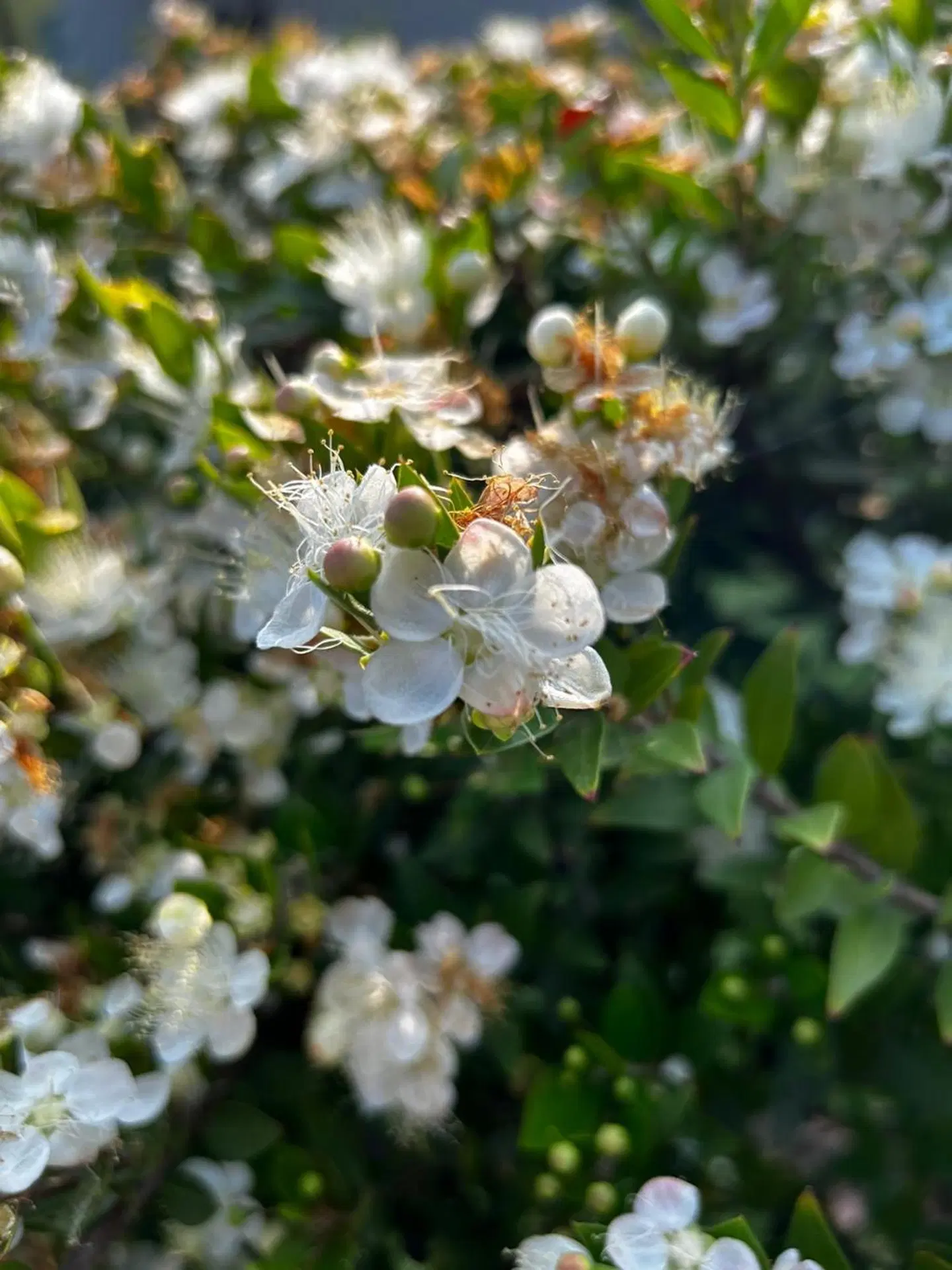 Cala Mirto LANDSCAPE
