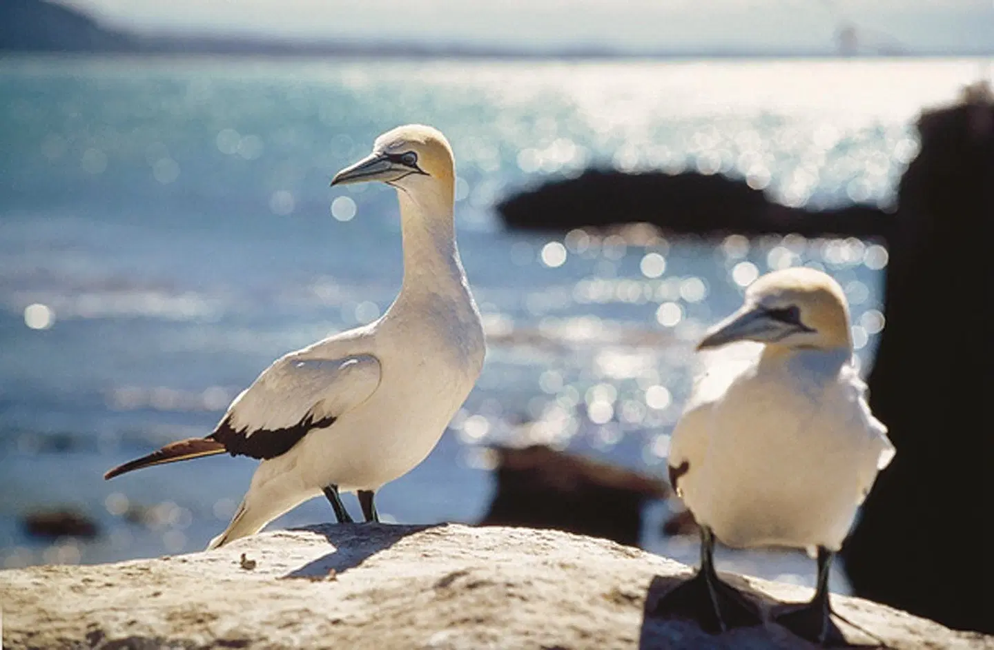 Naturwunder Neuseelands (Christchurch-Auckland, 21 Nächte) Tiere