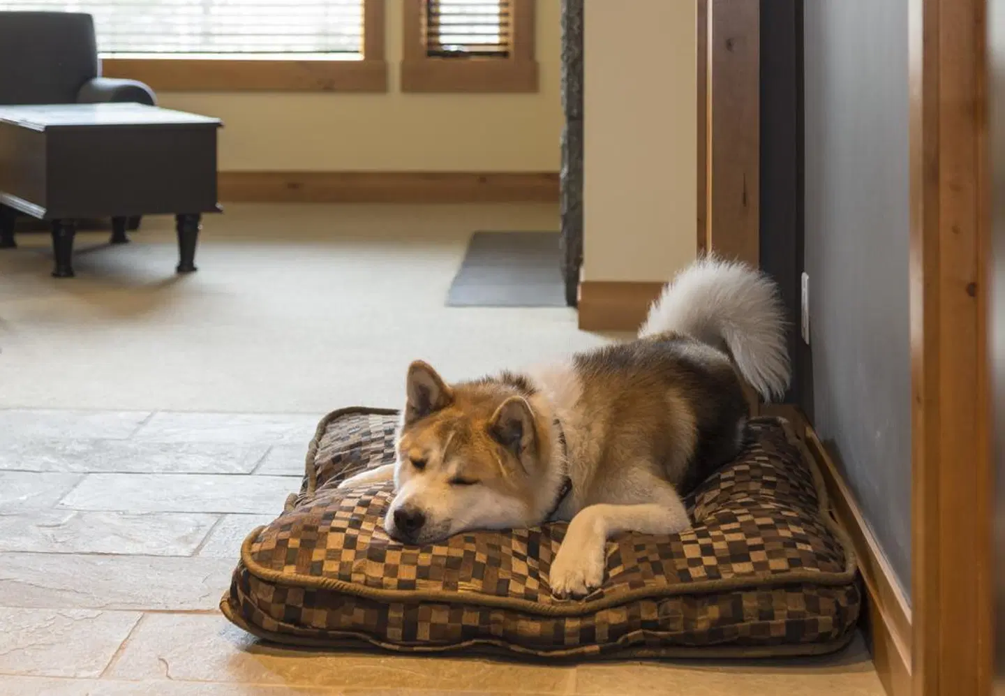 Nita Lake Lodge Tiere